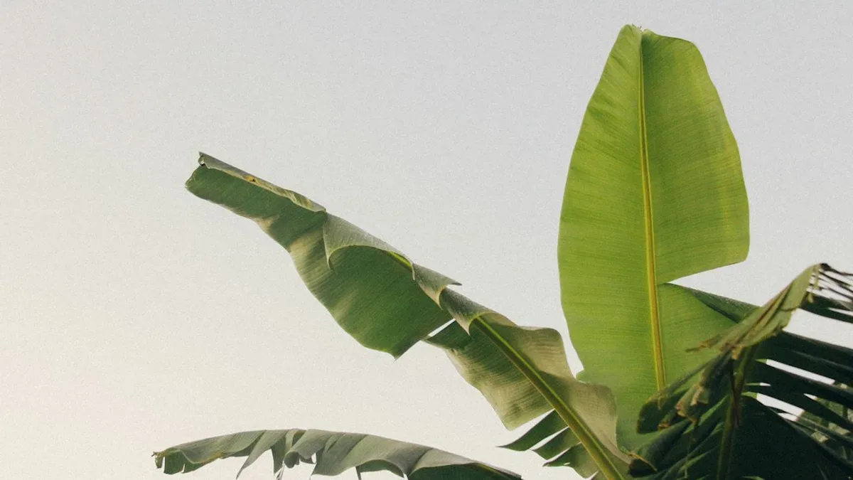amenagement jardin avec bananier — Aménagement jardin avec bananier : la touffe, le vent et l'hiver