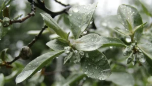 arbre avec feuilles argentees — Arbre avec feuilles argentées