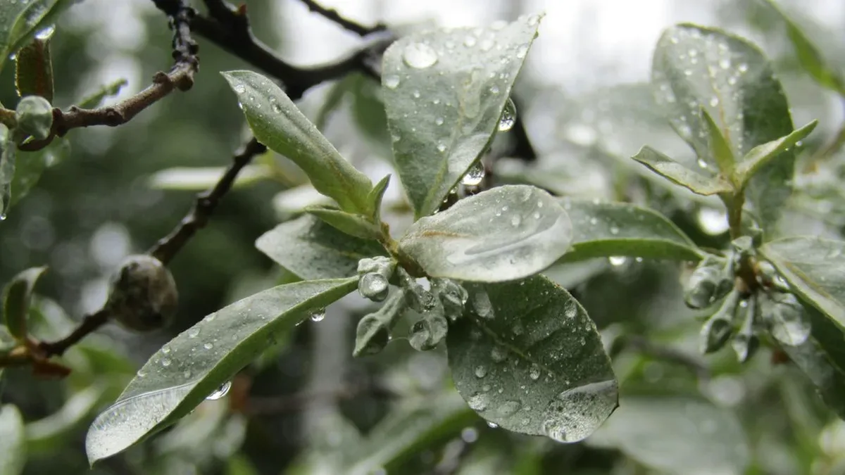 arbre avec feuilles argentees — Arbre avec feuilles argentées
