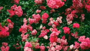 arbuste feuillage persistant avec fleurs — Arbuste feuillage persistant avec fleurs : lequel choisir