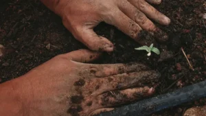 comment faire un jardin — Comment faire un jardin : sol, strates et formalités