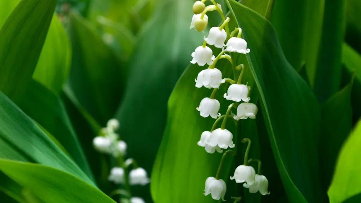 comment faire une bouture de muguet — Comment faire une bouture de muguet