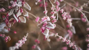 fleurs de saison hiver — Fleurs de saison hiver : calendrier des fleurs de saison