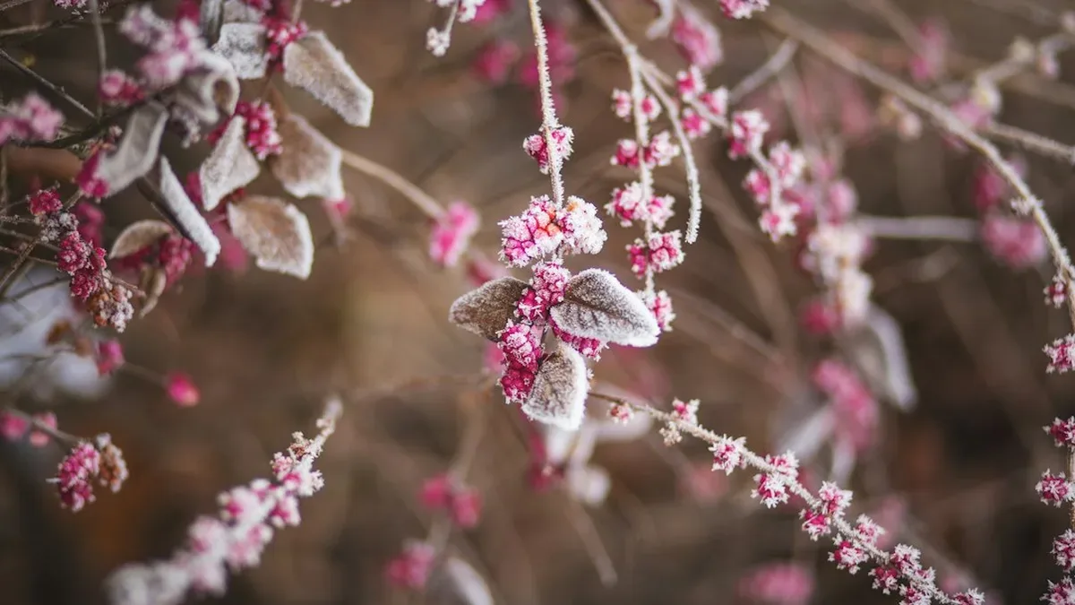 fleurs de saison hiver — Fleurs de saison hiver : calendrier des fleurs de saison