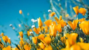 fleurs du mois de mars — Fleurs du mois de mars : fleur du mois d'avril