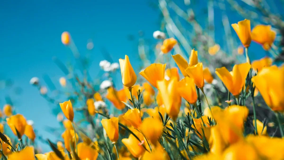 fleurs du mois de mars — Fleurs du mois de mars : fleur du mois d'avril