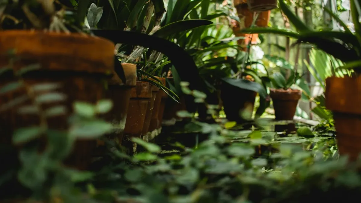 petites plantes d interieur — Petites plantes d'intérieur : pot adapté, lumière et arrosage