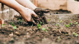 plan potager debutant — Plan potager débutant : surfaces, cultures faciles et calendrier