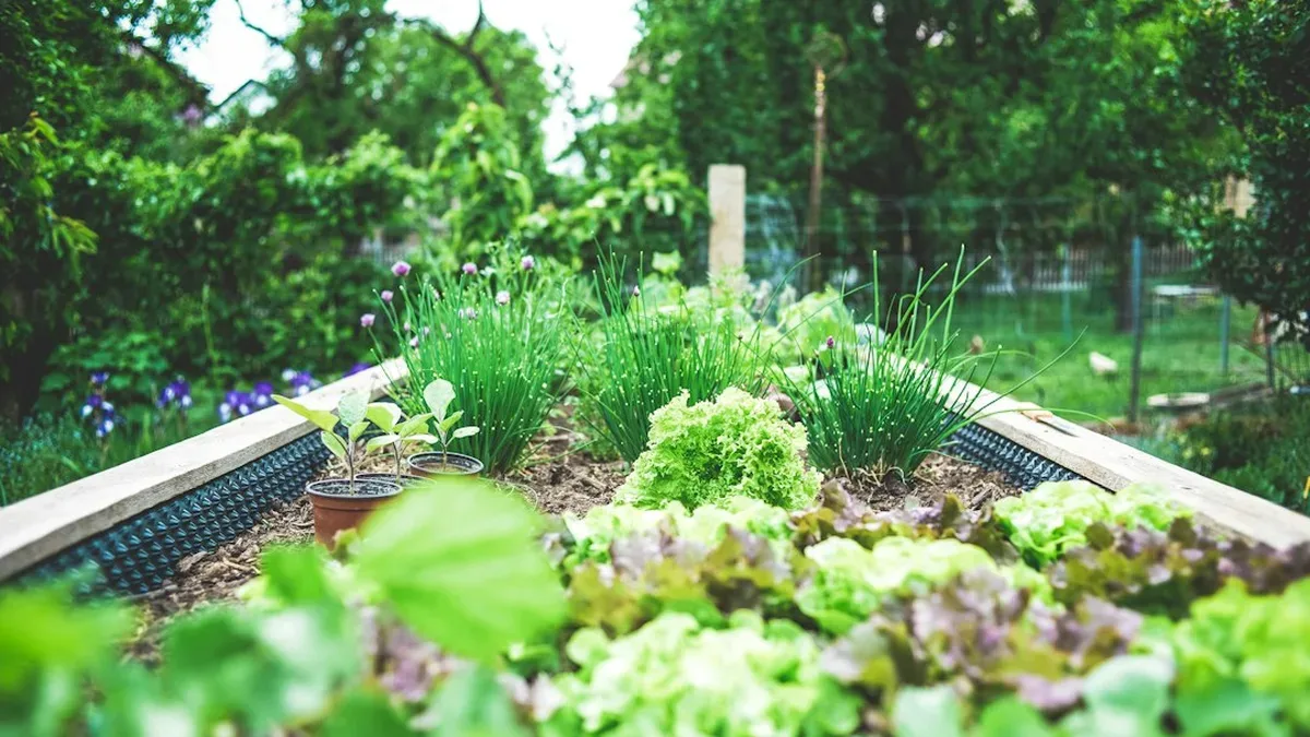 planification jardin potager — Planification jardin potager