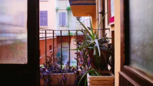 plante balcon sud — Plante balcon sud : quelles variétés tenir en plein soleil