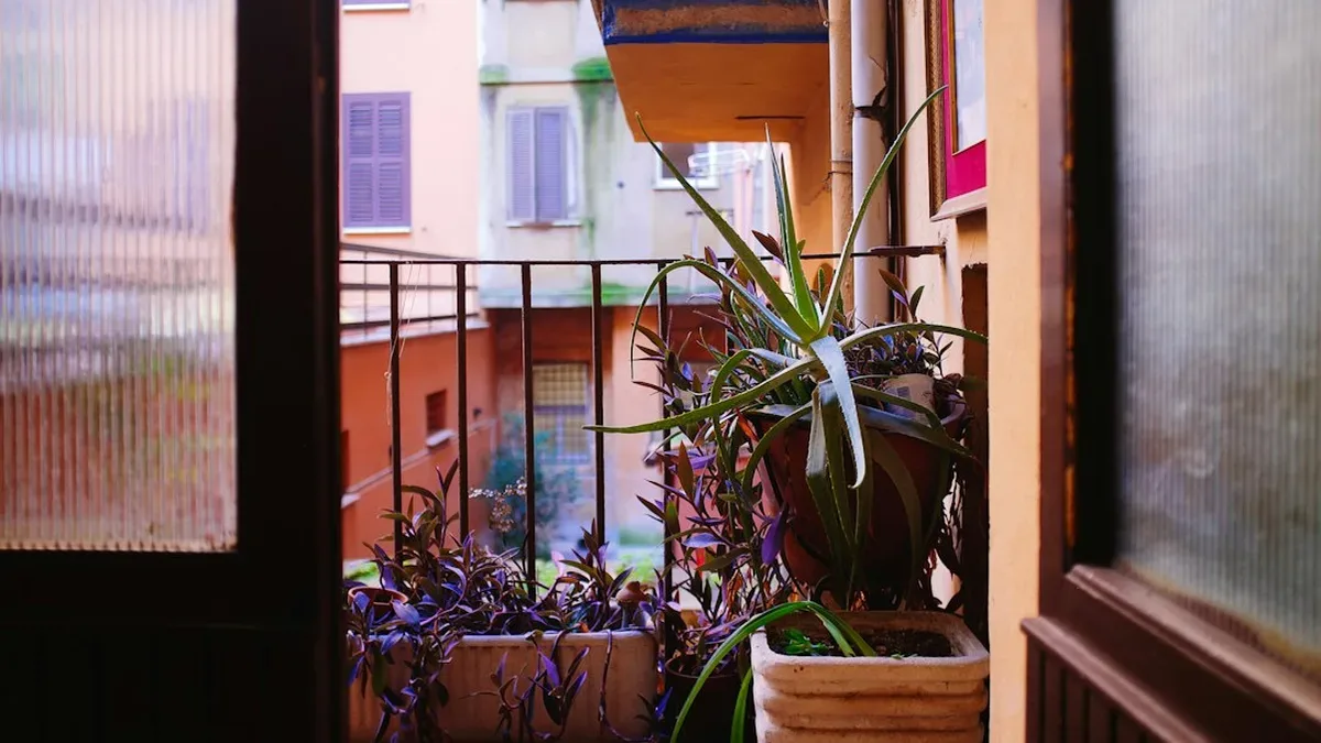 plante balcon sud — Plante balcon sud : quelles variétés tenir en plein soleil
