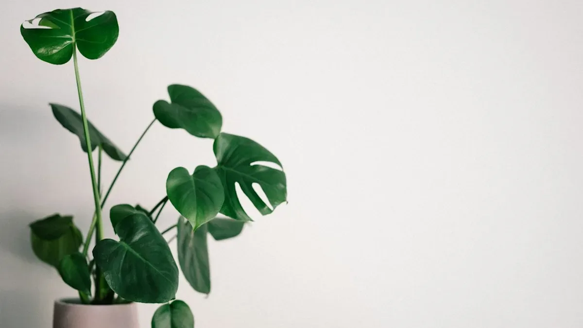 plante d interieur ombre — Plante d'intérieur ombre