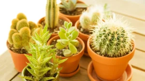 plante grasse interieur entretien — Plante grasse intérieur entretien