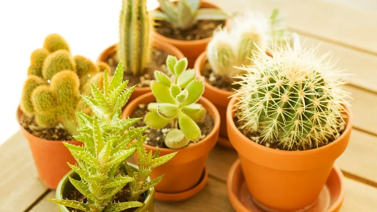 plante grasse interieur entretien — Plante grasse intérieur entretien