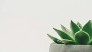 plante grasse liste — Plante grasse liste