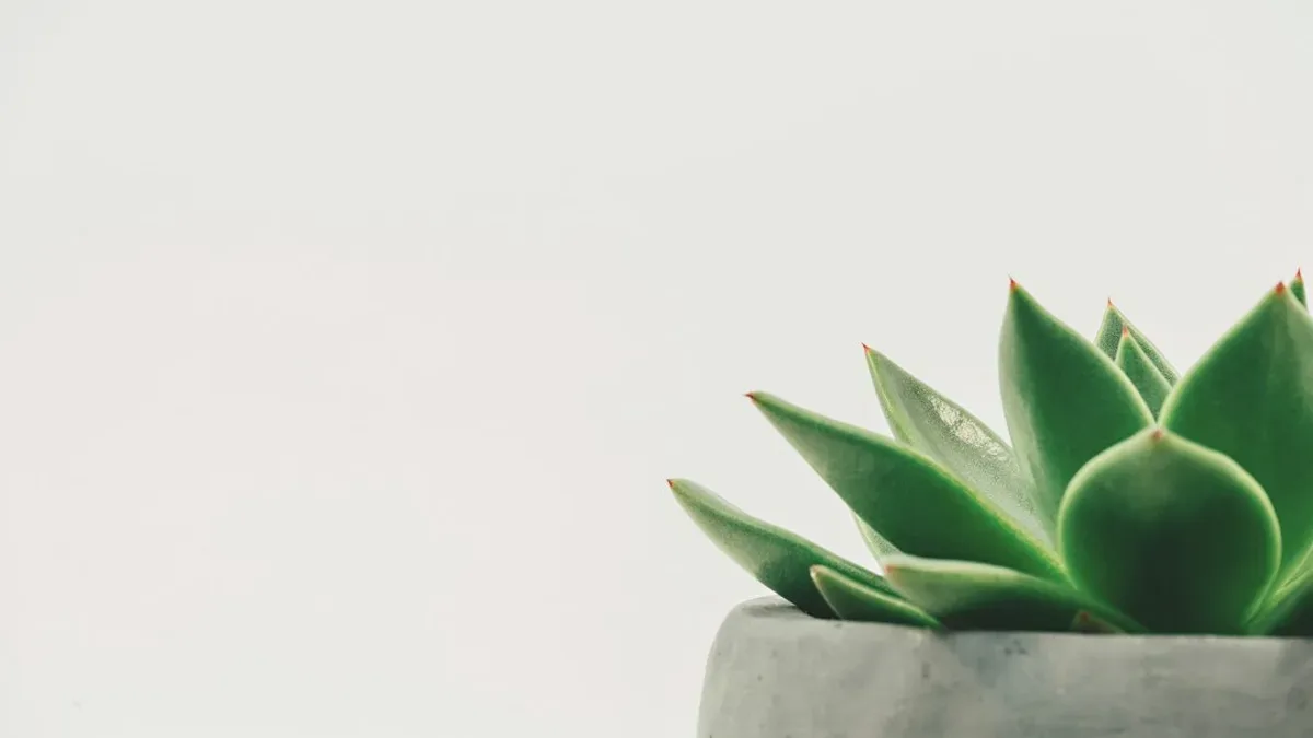 plante grasse liste — Plante grasse liste