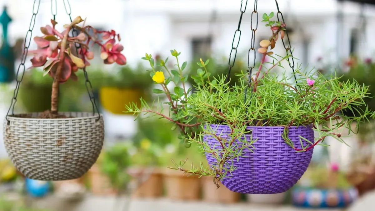 plante grasse retombante — Plante grasse retombante : suspendre et regarnir une tige nue
