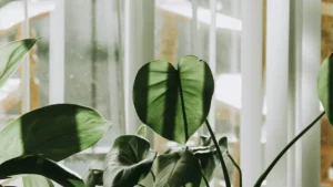 plante verte d interieur — Plante verte d'intérieur : lumière, arrosage et rempotage
