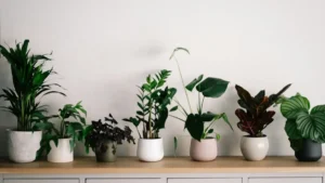 plantes d interieur depolluantes — Plantes d'intérieur dépolluantes