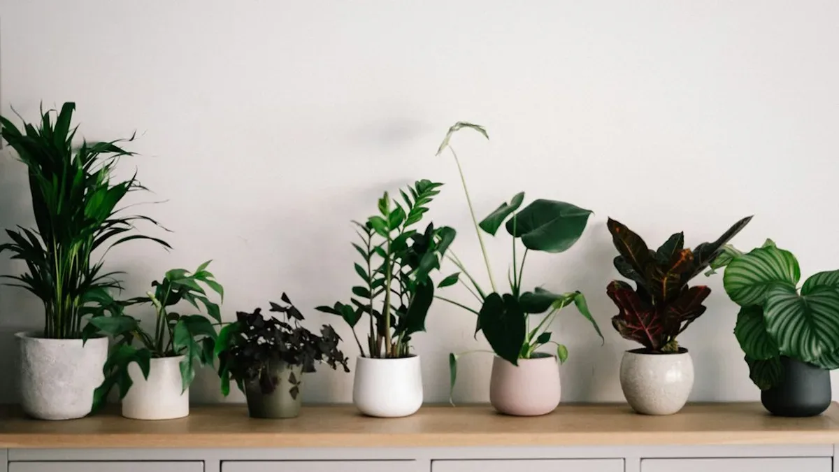 plantes d interieur depolluantes — Plantes d'intérieur dépolluantes