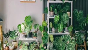 plantes d interieur originales — Plantes d'intérieur originales : la forme avant la rareté
