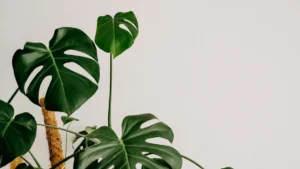 plantes d interieur resistantes — Plantes d'intérieur résistantes : celles qui pardonnent un oubli