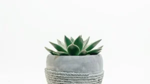 plantes succulentes interieur — Plantes succulentes intérieur