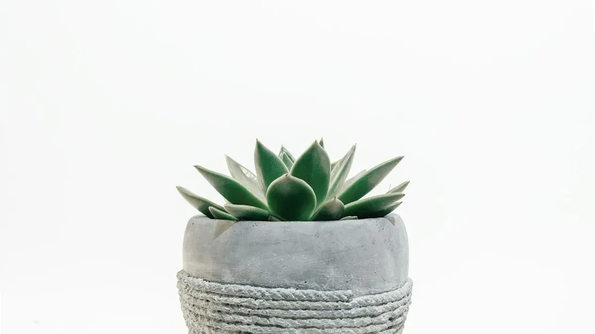plantes succulentes interieur — Plantes succulentes intérieur