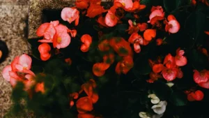 plantes vivaces pour jardinieres exterieures — Plantes vivaces pour jardinières extérieures : ombre et soleil