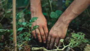 pomme de terre potager — Pomme de terre potager