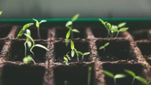 potager que planter en juin — Potager que planter en juin : semis, plants et récoltes