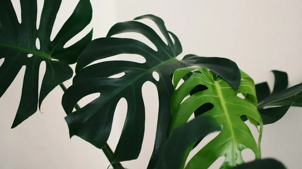 pucerons plantes d interieur — Pucerons plantes d'intérieur : les repérer et les éliminer