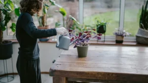 quand arroser les plantes — Quand arroser les plantes : le test de la terre avant de verser