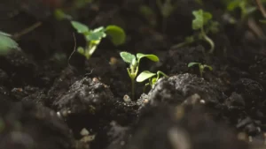 quand planter les tomates — Quand planter les tomates : tomate sous ordres
