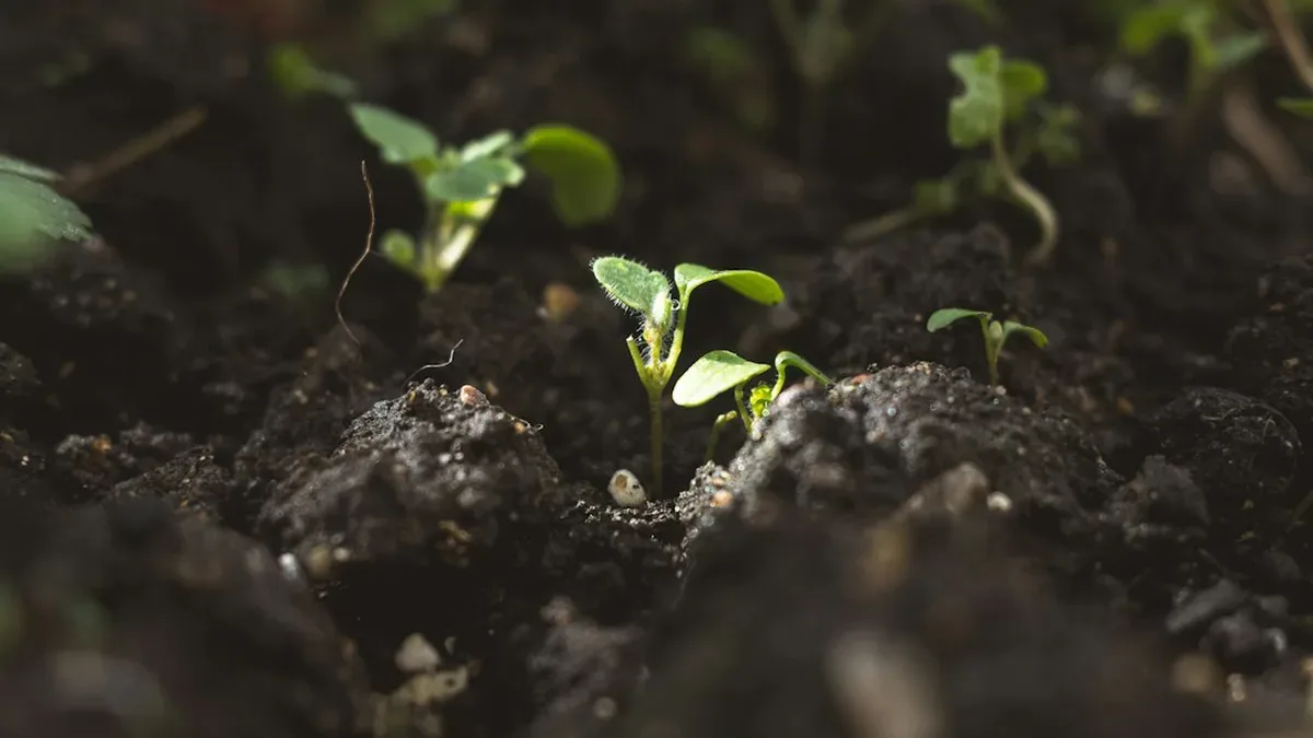 quand planter les tomates — Quand planter les tomates : tomate sous ordres