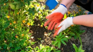 quand repiquer les poivrons en pleine terre — Quand repiquer les poivrons en pleine terre