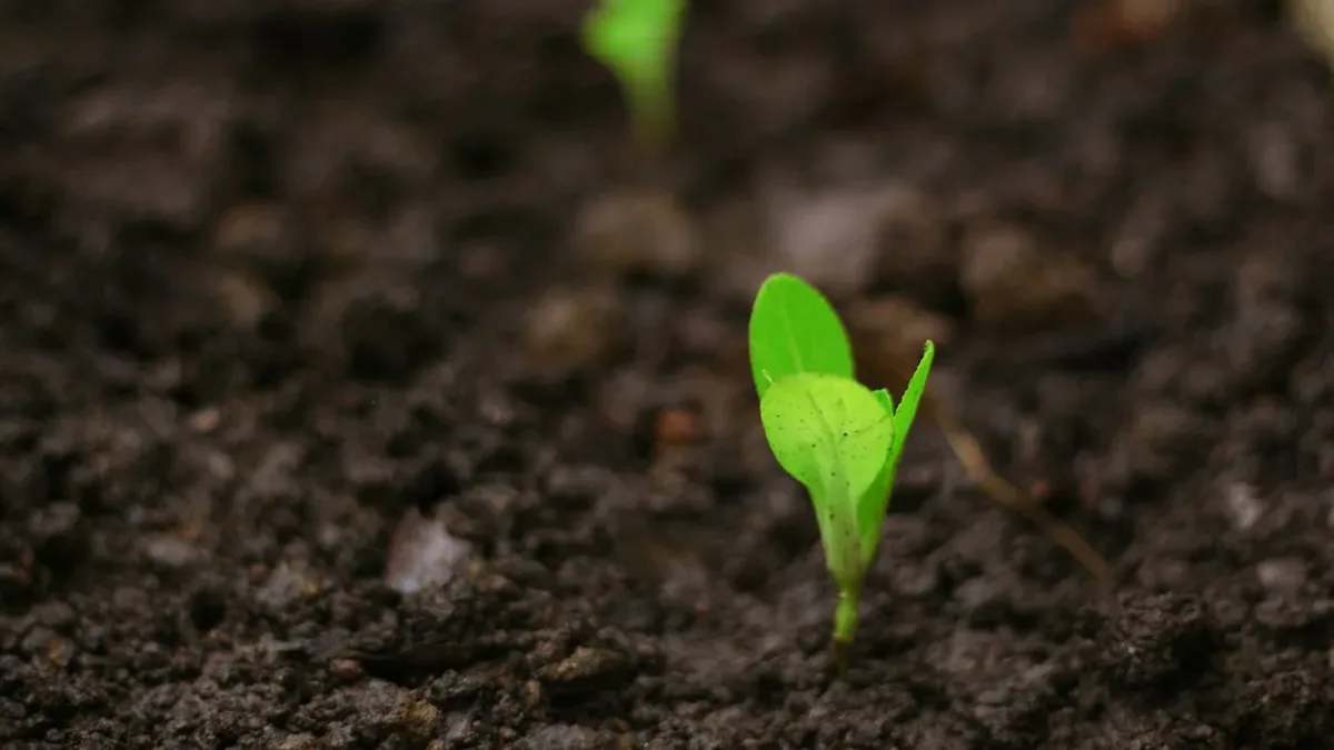 que planter au jardin en ce moment — Que planter au jardin en ce moment : semis légumes