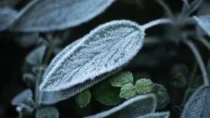 que planter au jardin en mars — Que planter au jardin en mars : légumes, dates et pièges du gel