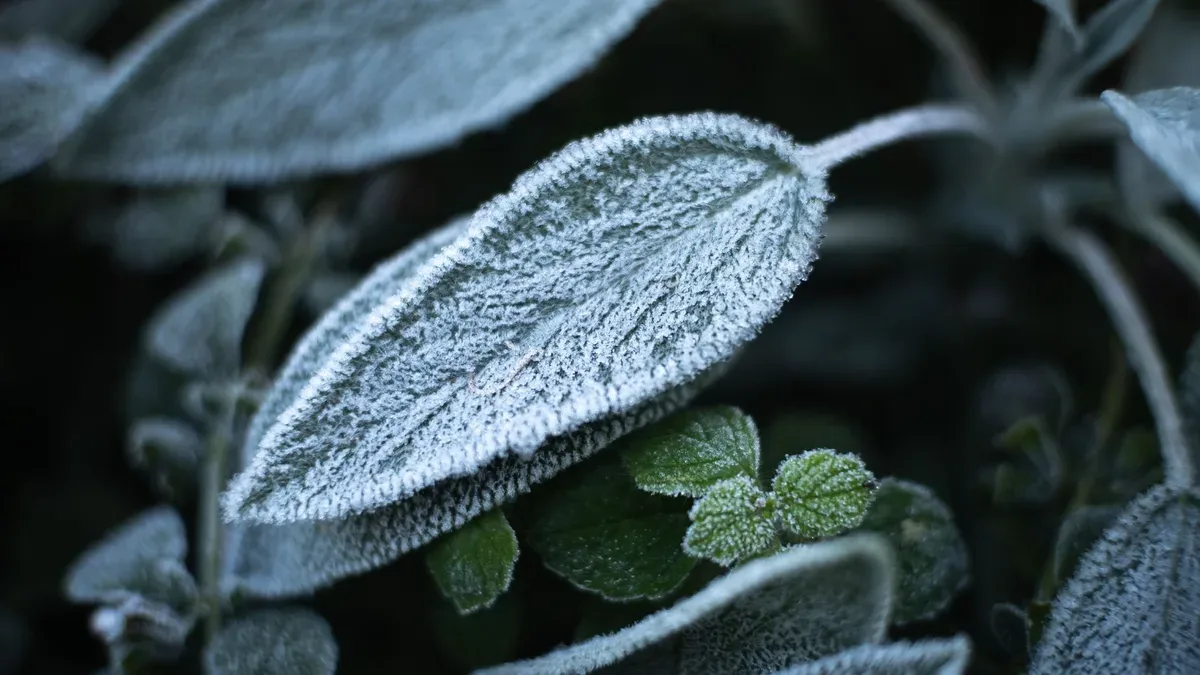 que planter au jardin en mars — Que planter au jardin en mars : légumes, dates et pièges du gel